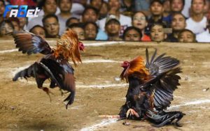 Giao diện trực tiếp đá gà Peru trên Fabet với hình ảnh rõ nét và chỉ số hiển thị theo thời gian thực.