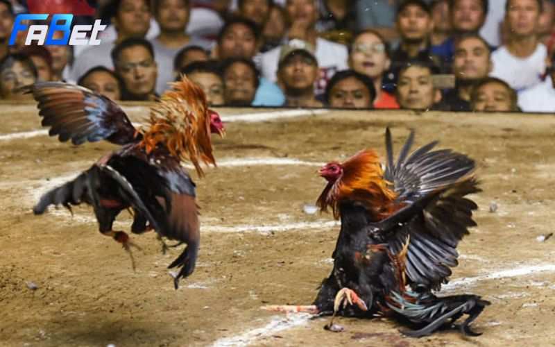 Giao diện trực tiếp đá gà Peru trên Fabet với hình ảnh rõ nét và chỉ số hiển thị theo thời gian thực.